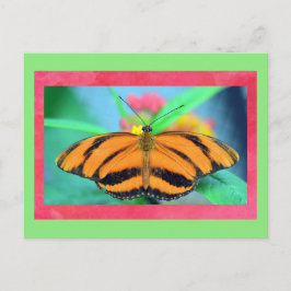 Schmetterling-Pockkarte Postkarte