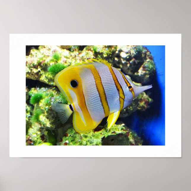 Schmetterling Poster (Vorne)