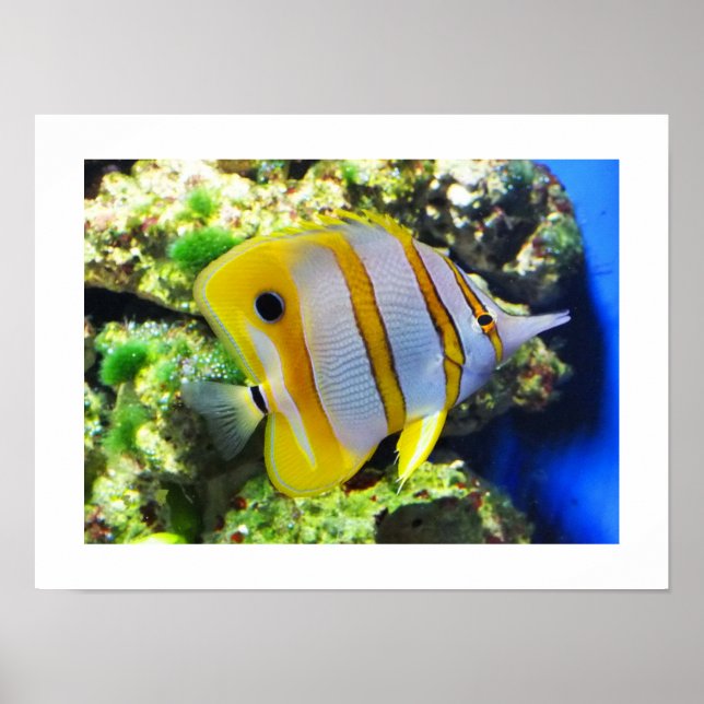 Schmetterling Poster (Vorne)