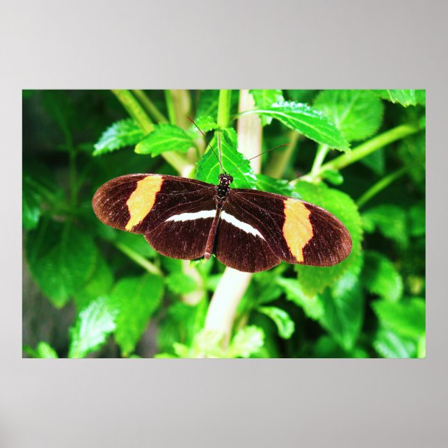 Schmetterling Poster (Vorne)