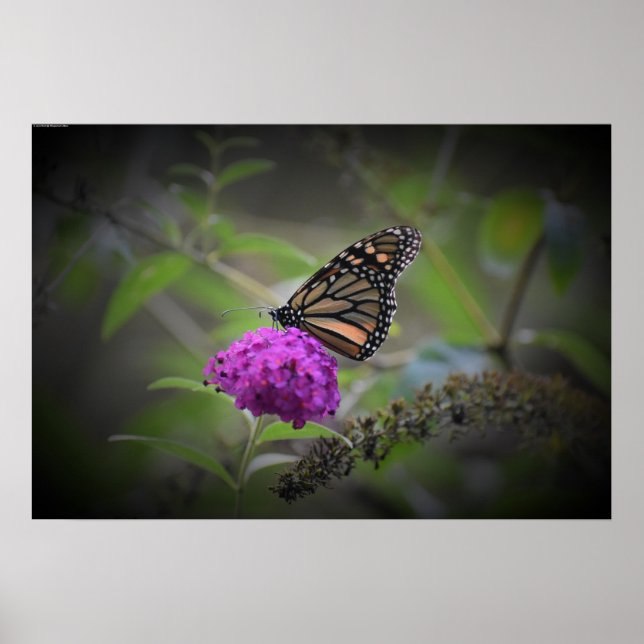 Schmetterling, Poster (Vorne)