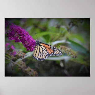 Schmetterling, Poster