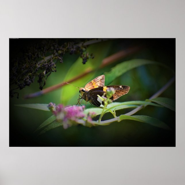 Schmetterling, Poster (Vorne)