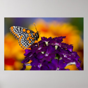 Schmetterling Poster