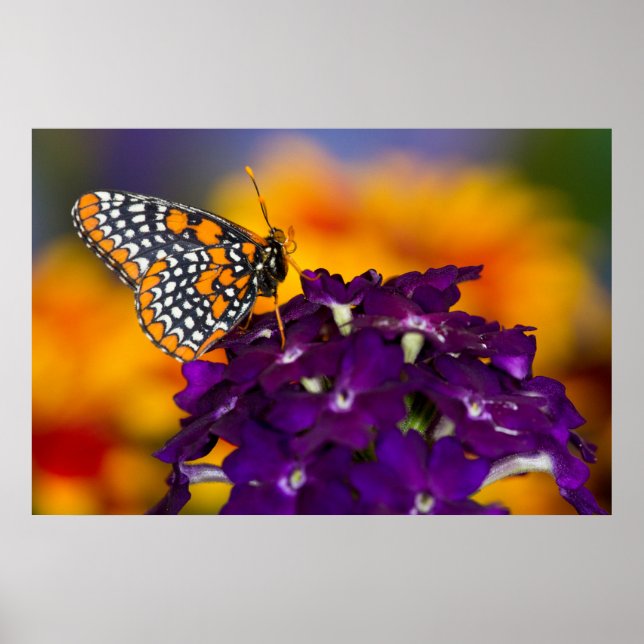 Schmetterling Poster (Vorne)