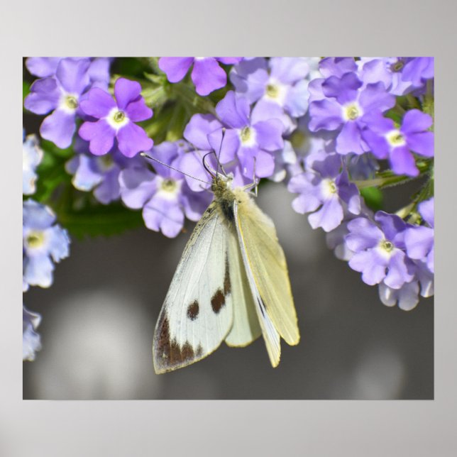 Schmetterling Poster (Vorne)