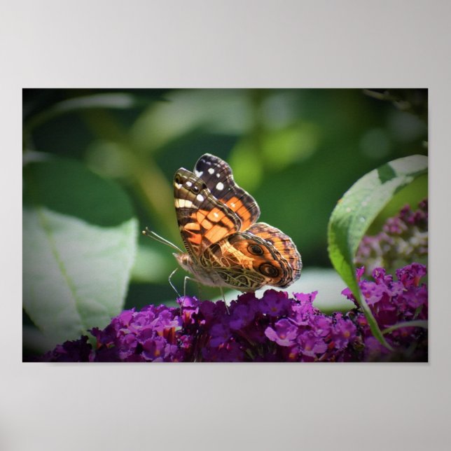 Schmetterling, Poster (Vorne)