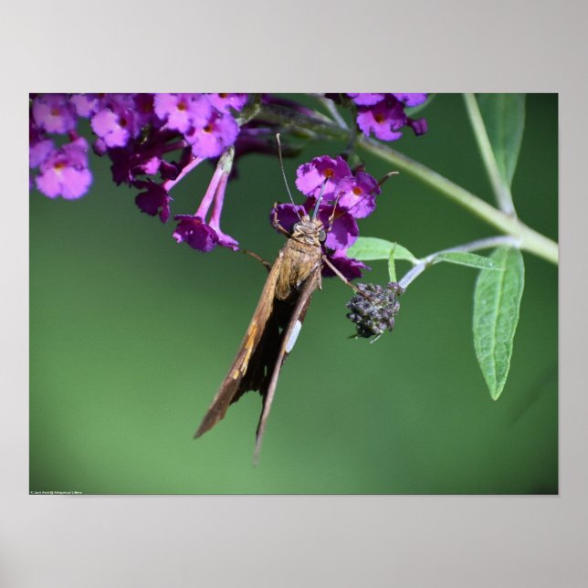 Schmetterling, Poster (Vorne)