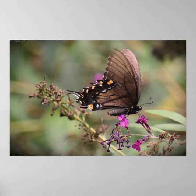 Schmetterling, Poster (Vorne)
