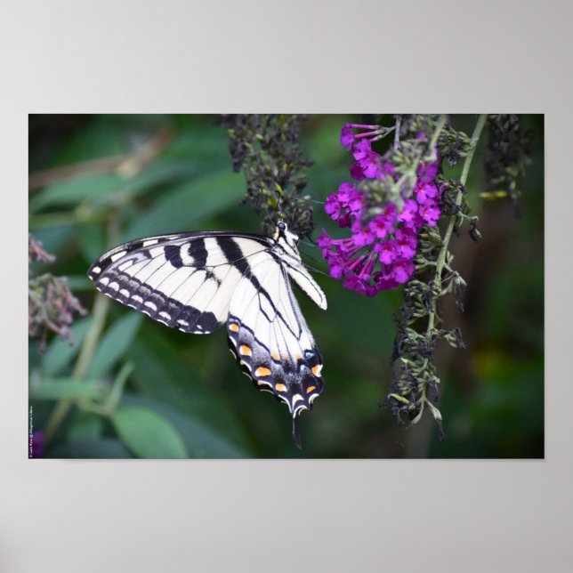 Schmetterling, Poster (Vorne)