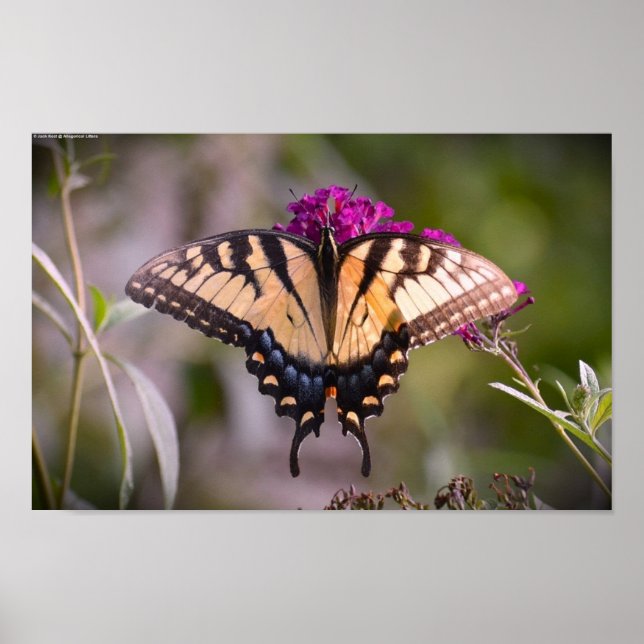 Schmetterling, Poster (Vorne)