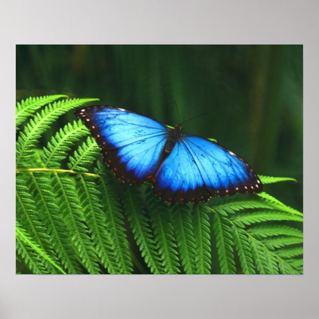 Schmetterling Poster (Vorne)