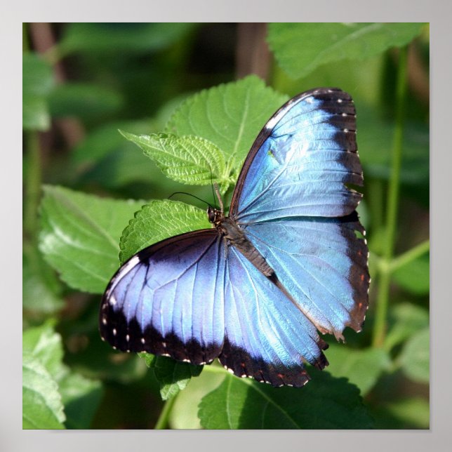 Schmetterling Poster (Vorne)
