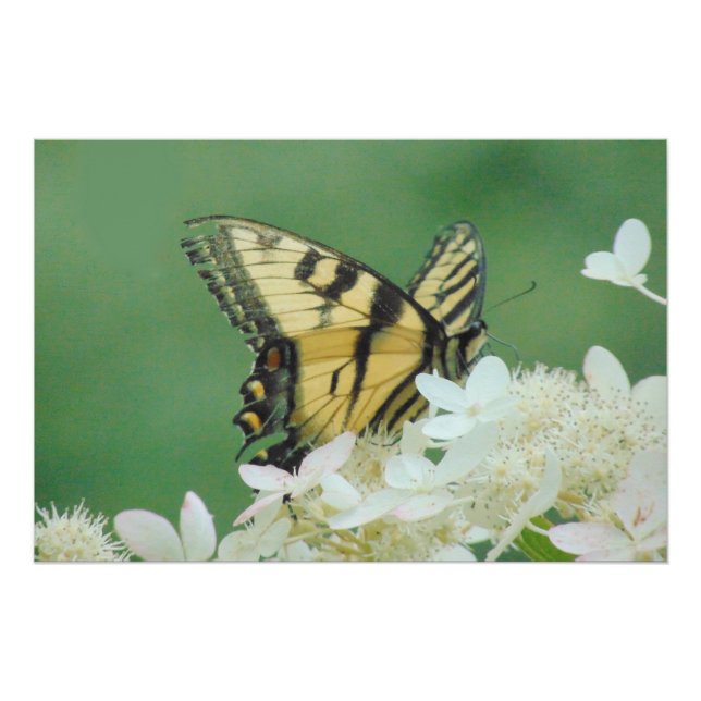 Schmetterling Poster (Vorderseite)