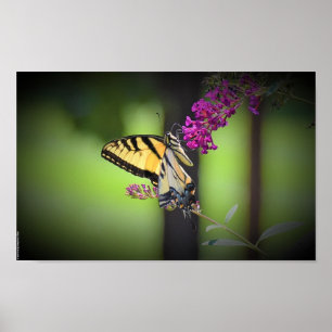 Schmetterling,  poster