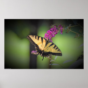 Schmetterling, Poster