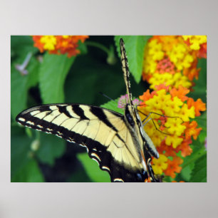 Schmetterling Poster