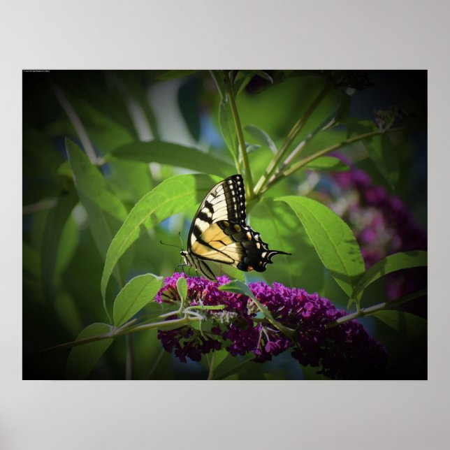 Schmetterling, Poster (Vorne)