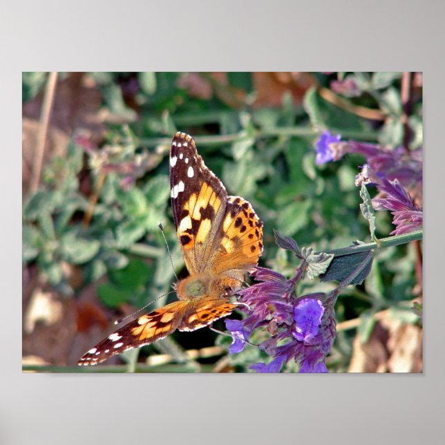 Schmetterling Poster (Vorne)