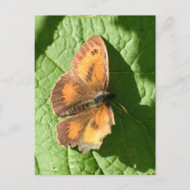 Schmetterling Postkarte
