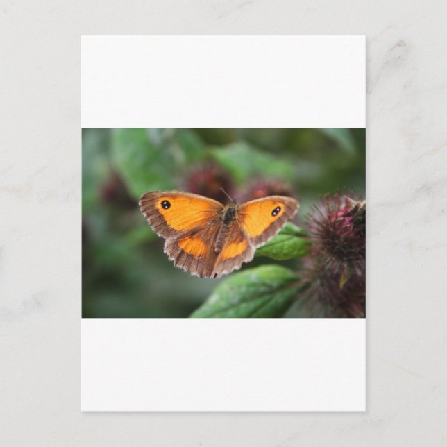 Schmetterling Postkarte (Vorderseite)
