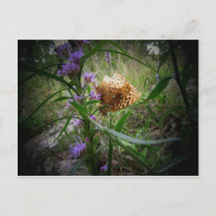 schmetterling postkarte