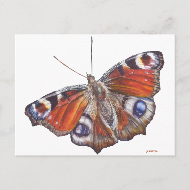 Schmetterling Postkarte (Vorderseite)