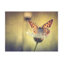 Schmetterling