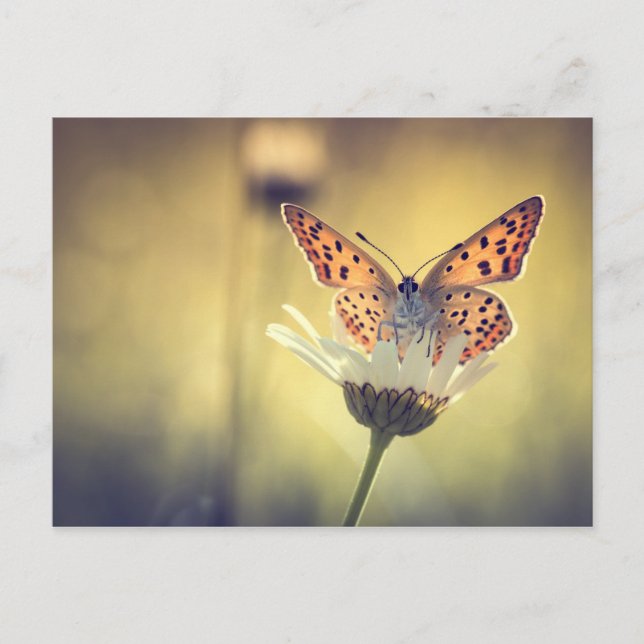 Schmetterling Postkarte (Vorderseite)