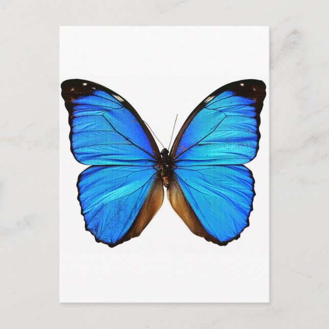 Schmetterling Postkarte (Vorderseite)