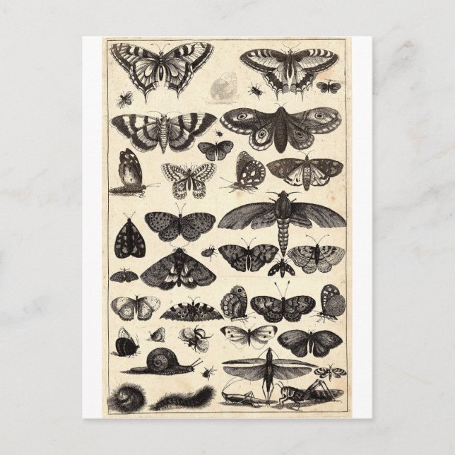 Schmetterling Postkarte (Vorderseite)