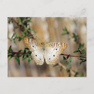 Schmetterling Postkarte