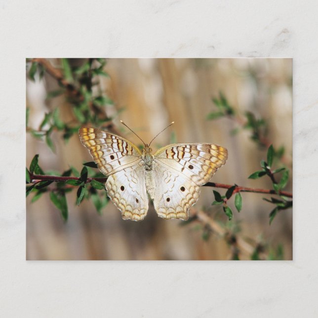 Schmetterling Postkarte (Vorderseite)