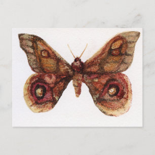Schmetterling Postkarte