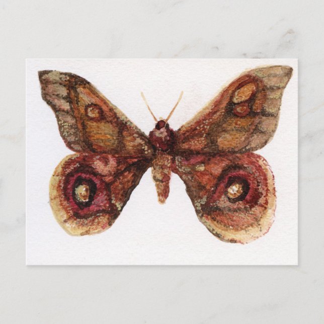 Schmetterling Postkarte (Vorderseite)