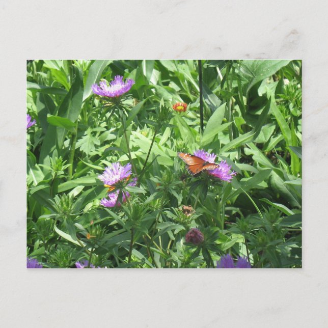 Schmetterling Postkarte (Vorderseite)