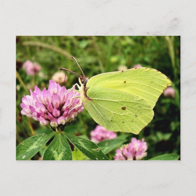Schmetterling Postkarte (Vorderseite)