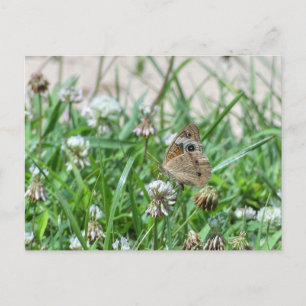 Schmetterling Postkarte