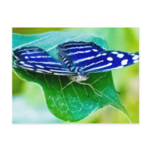 Schmetterling
