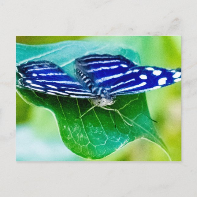 Schmetterling Postkarte (Vorderseite)