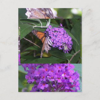 schmetterling... postkarte