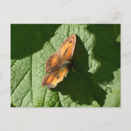 Schmetterling Postkarte