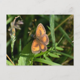 Schmetterling Postkarte