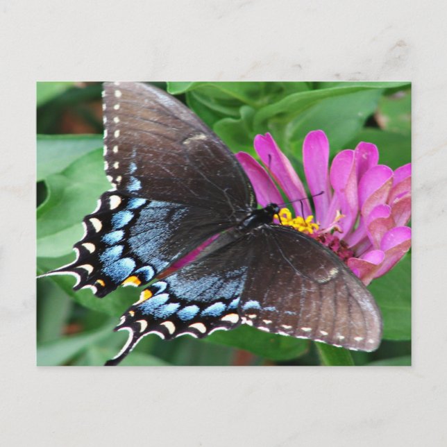 Schmetterling Postkarte (Vorderseite)