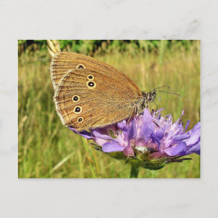 Schmetterling Postkarte