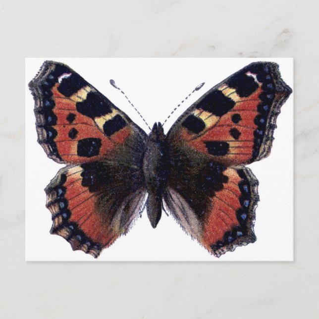 Schmetterling Postkarte (Vorderseite)