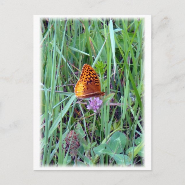 Schmetterling Postkarte (Vorderseite)