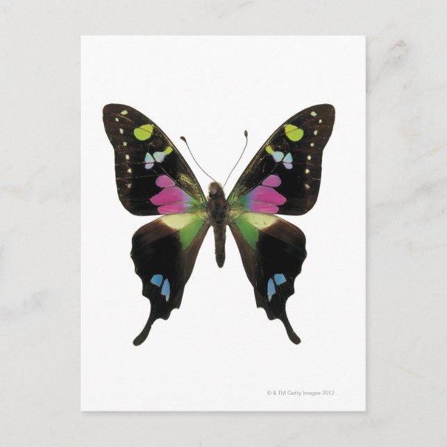 Schmetterling Postkarte (Vorderseite)