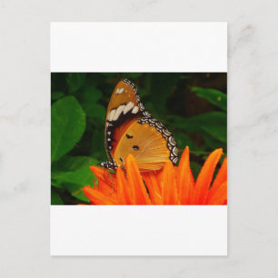 Schmetterling Postkarte