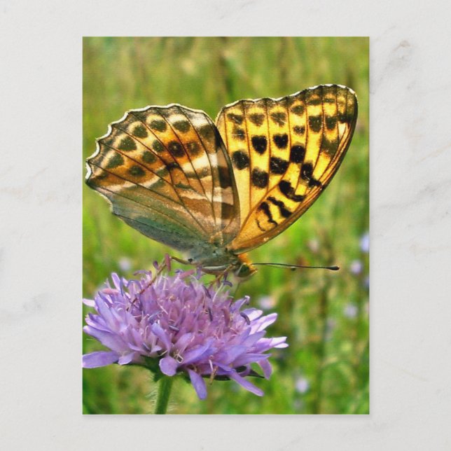 Schmetterling Postkarte (Vorderseite)